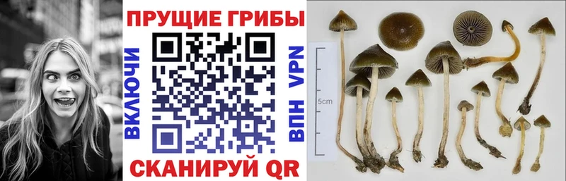 Галлюциногенные грибы Magic Shrooms  Ишим 